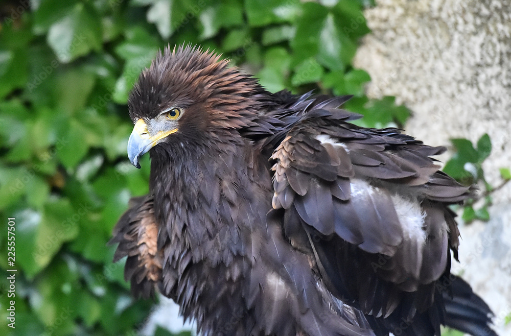 Obraz premium aguila real