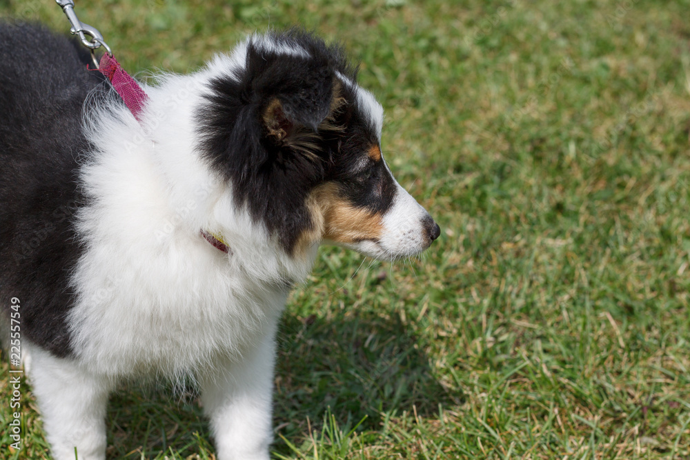 Shetland sheepdog puppy is standing in the green grass. Pet animals. Shetland sheepdog puppy is standing in the green grass. Pet animals.