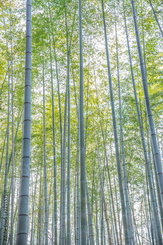 high vertical bamboo grove forest in Arashiyama Kyoto Japan