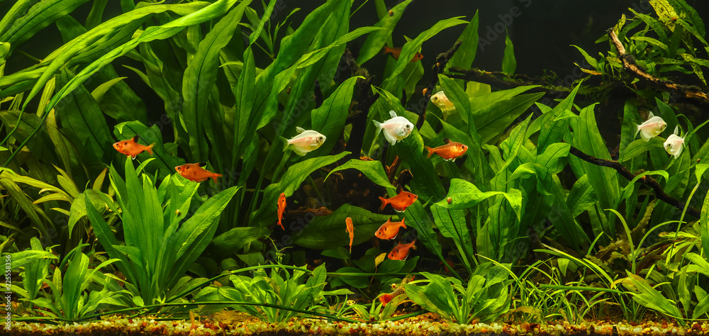 Een groen mooi geplant met vissen. (pterophyllum scalare) in aquarium #225558356 - Canvas buiten