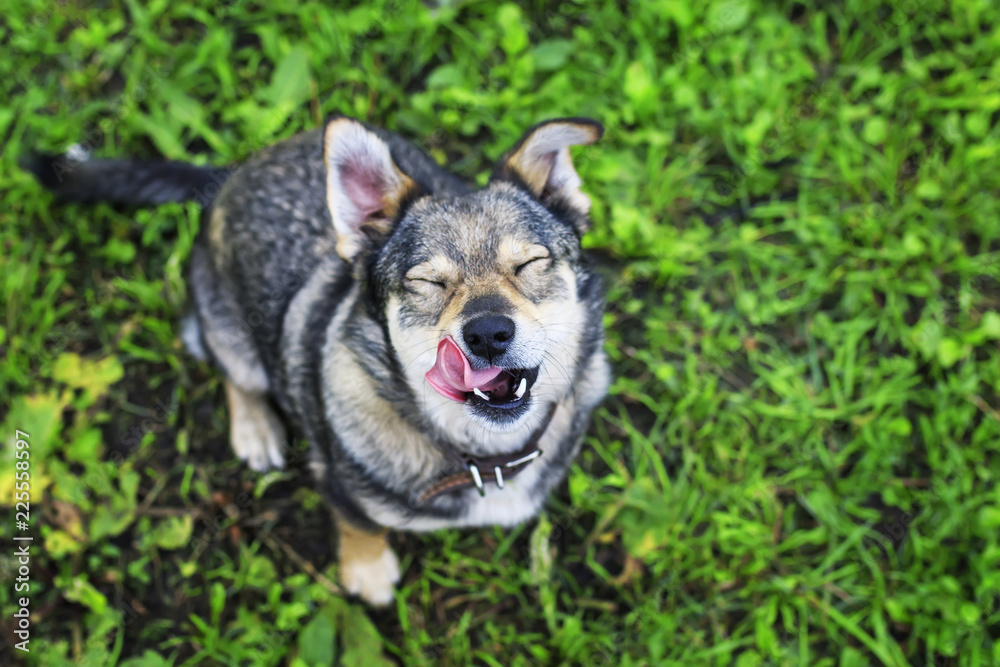 Obraz premium top view of cute funny dog standing on green grass lifting his head up and sticking his tongue out of pleasure