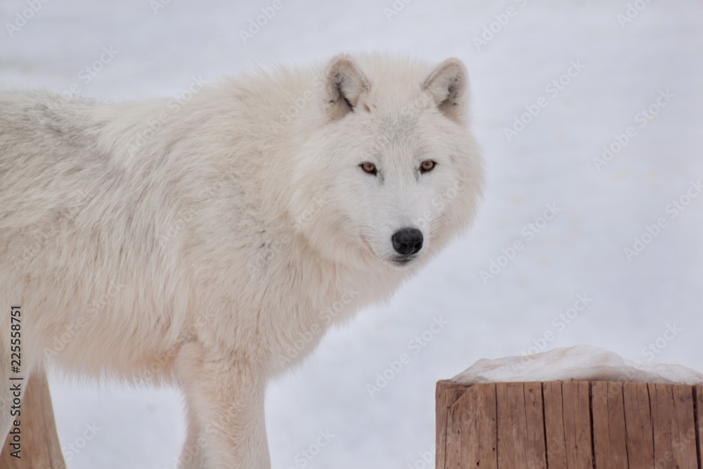 Obraz premium Dziki Alaskan Tundra Wolf patrzy w kamerę. Canis lupus arctos. Wilk polarny lub biały wilk.