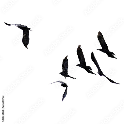 silhouette of black birds of starlings and rooks flying in a flock in the distance on a white isolated background