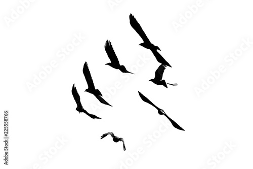 silhouette of black birds of starlings and rooks flying in a flock in the distance on a white isolated background