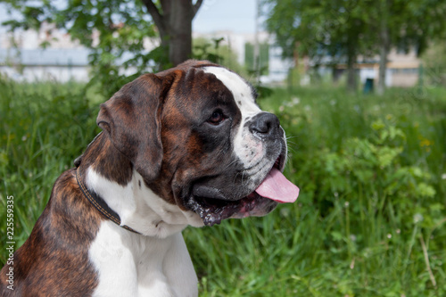 Brindle boxer puppy with lolling tongue is sitting on a green meadow. Pet animals. © tikhomirovsergey