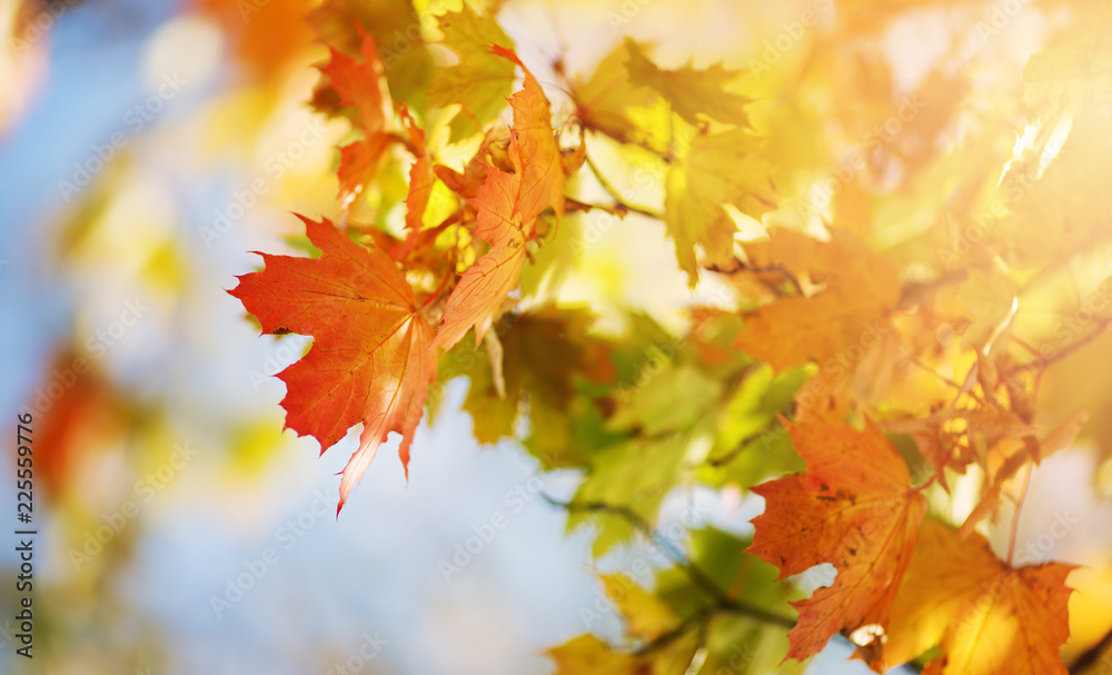 yellow maple leaves in autumn with beautiful sunlight. Autumnal foliage with blurry background yellow maple leaves in autumn with beautiful sunlight. Autumnal foliage with blurry background
