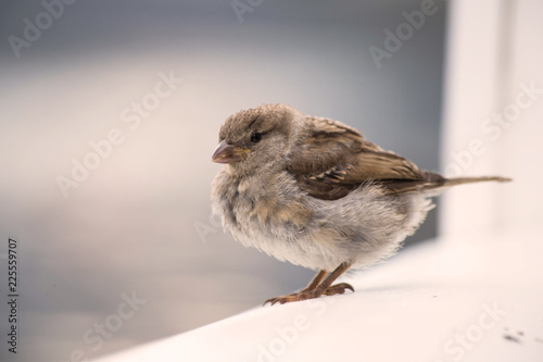 Little cute bird eating crumbs on wooden shelve, wildlife