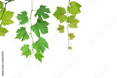 Grape Green Leaves Isolated on White Background