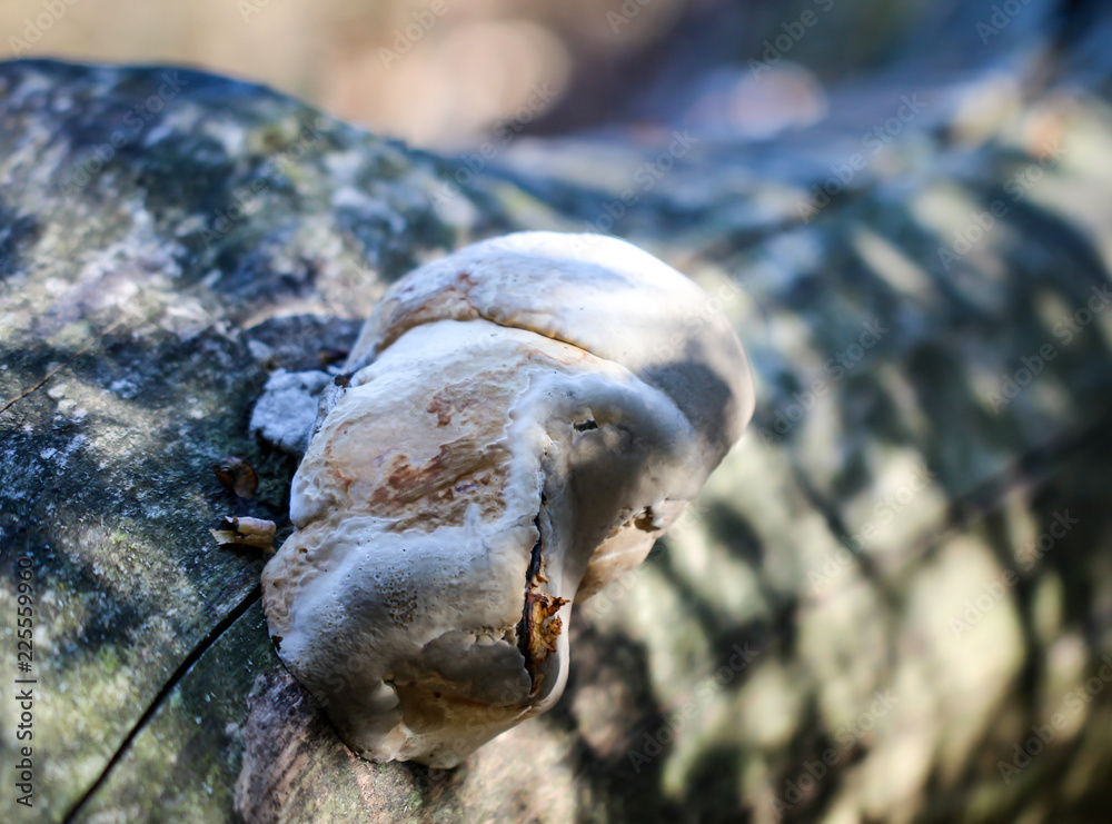 Baumpilz am umgefallenen Baum Baumpilz am umgefallenen Baum