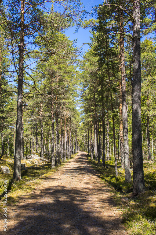 Obraz premium Pathway in the forest, Finland