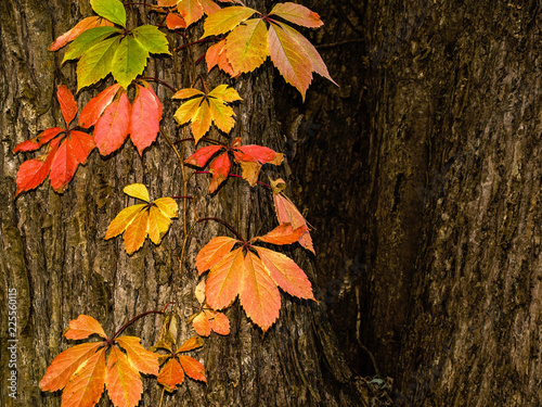 Last Colored leaves of Fall