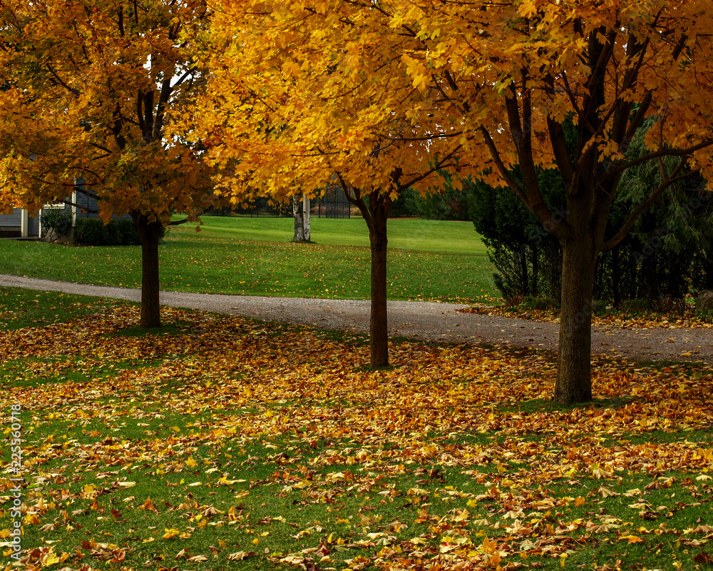 Fall in Ontario Park Fall in Ontario Park