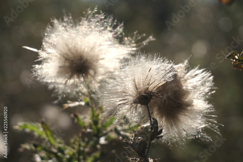 dry seed thistle white fluffy