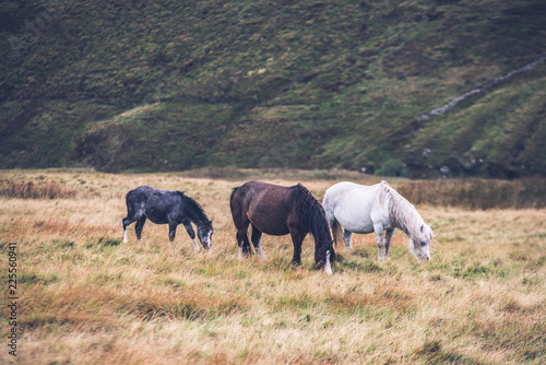 Horses grazing in long grass