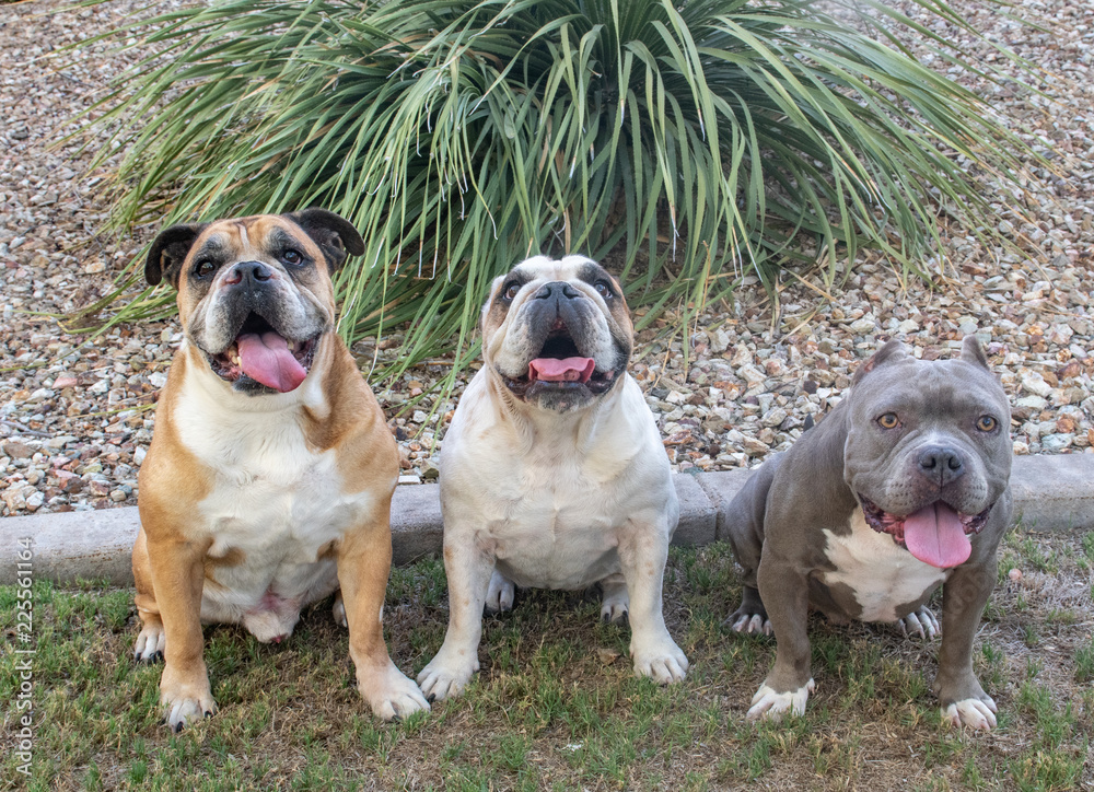 Three bully breed dogs sitting at the park to get their photos taken