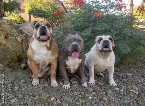 Two English Bulldogs and a mixed breed pitbull posing for a portrait