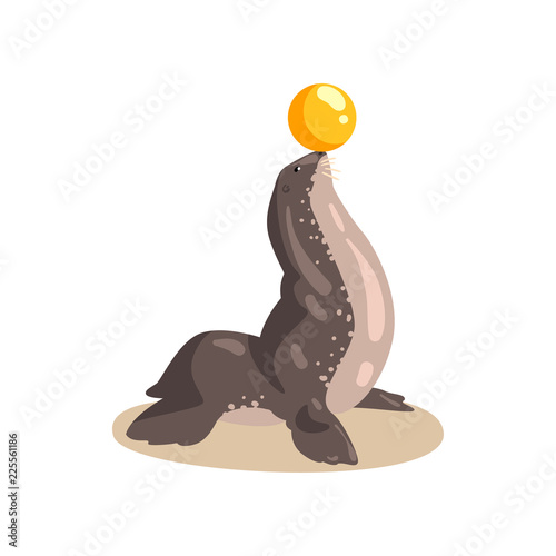 Fur seal animal performing with ball in dolphinarium vector Illustration on a white background