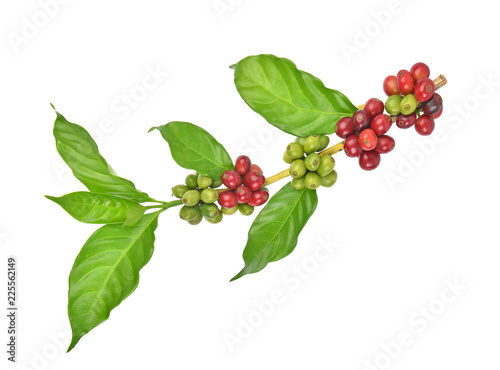 fresh coffee beans isolated on white background