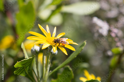 Side view of a honey bee sitting on yellow flowers collecting pollen close up.