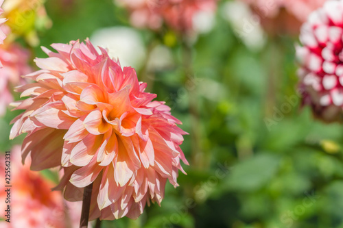 Fototapeta Naklejka Na Ścianę i Meble -  Pinke Dahlie (Asteraceae) blüht im warmen Sonnenlicht an einem Sommermorgen.