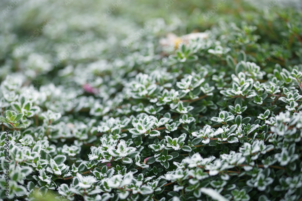 Φωτογραφία Frost on thyme, first frost.