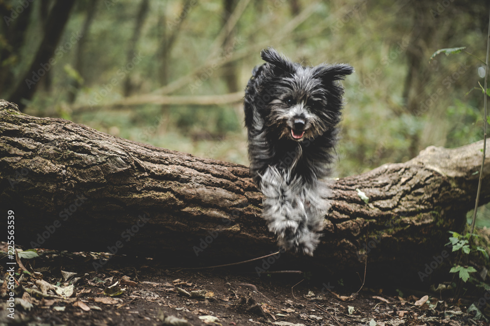 Obraz premium schwarzer Hund springt über einen Baumstamm im Wald