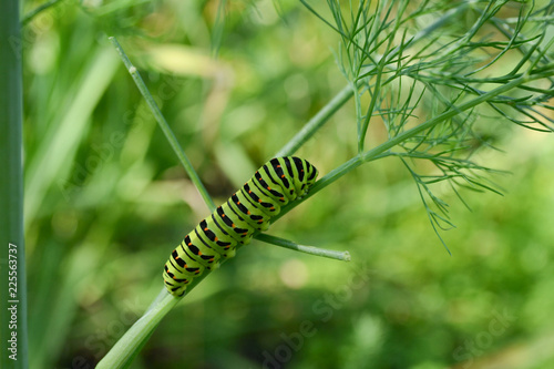 colorful caterpillar crawling on a branch of fennel