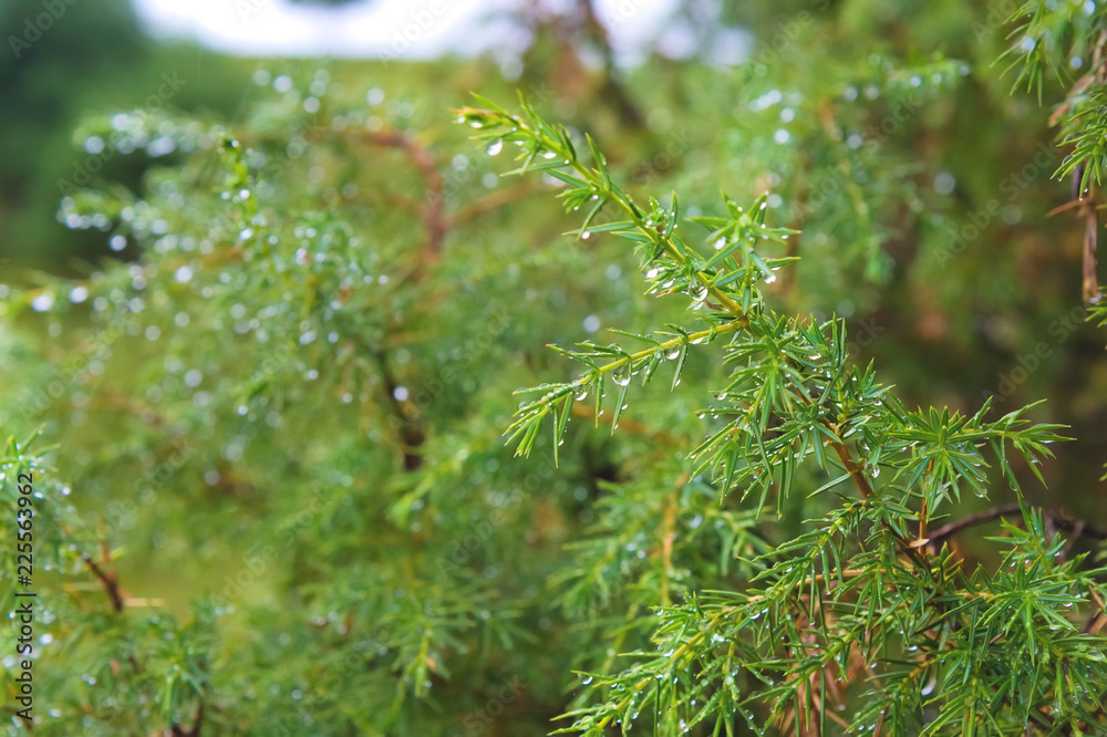 Close-up Dew drops on juniper branch. Wild juniper bush Close-up Dew drops on juniper branch. Wild juniper bush