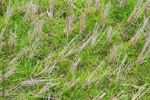 The dry paddy stubble left after harvesting as field residues.