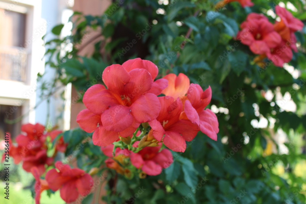 Fototapeta premium orange flower