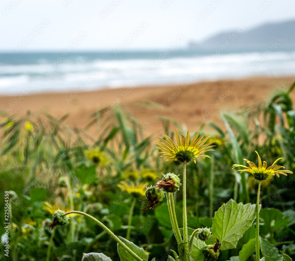 Obraz premium Garden with yellow flowers in the beach