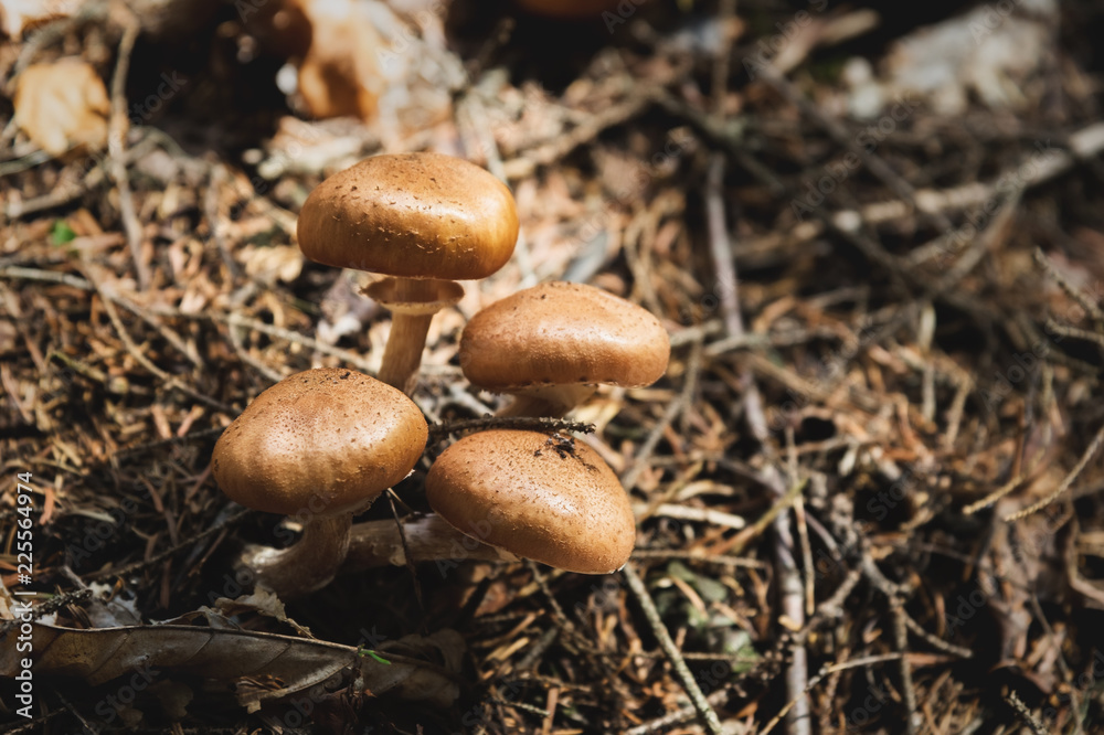 Close-up Edible mushrooms of honey agarics in a coniferous forest. Group of mushrooms in the natural environment Close-up Edible mushrooms of honey agarics in a coniferous forest. Group of mushrooms in the natural environment