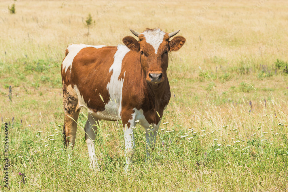 Brown cow with white spots on a meadow