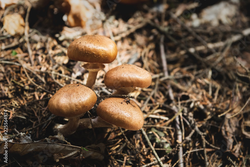 Close-up Edible mushrooms of honey agarics in a coniferous forest. Group of mushrooms in the natural environment