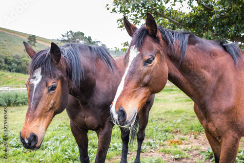 Two Thoroughbred Horses standing outdoors in their paddock close up of their faces, side view. 