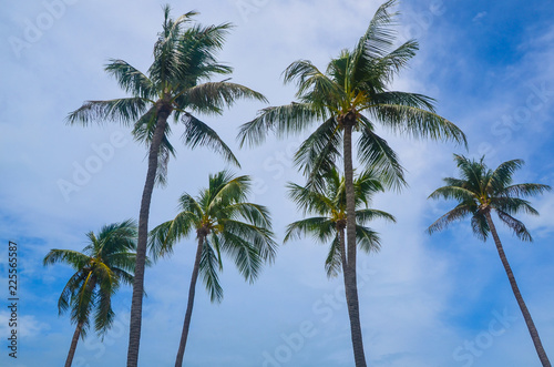 Palm trees along the beach