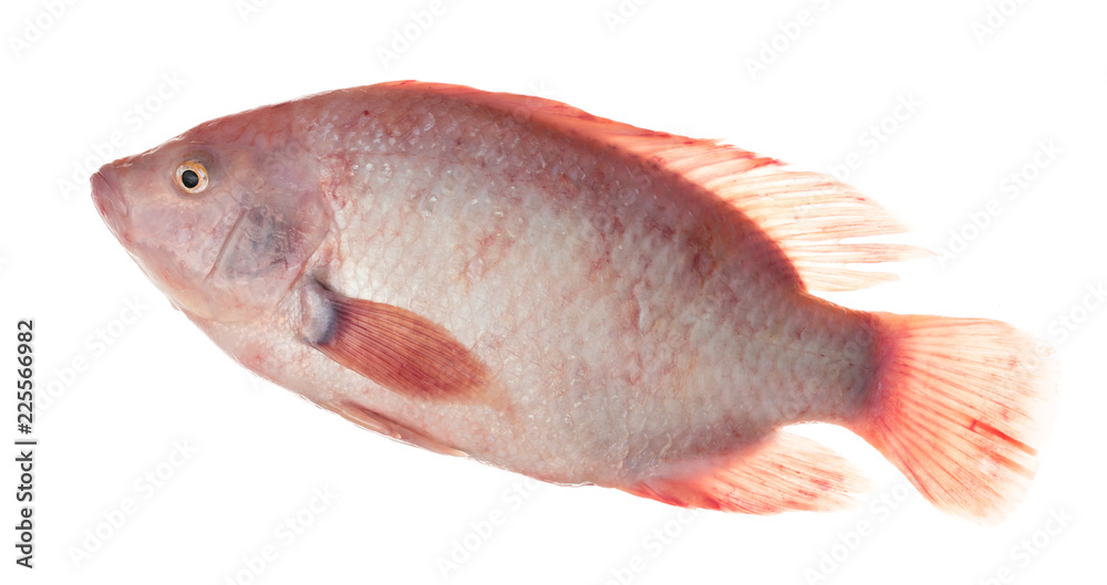 Obraz premium Ruby Fish or red tilapia fish isolated on white background.