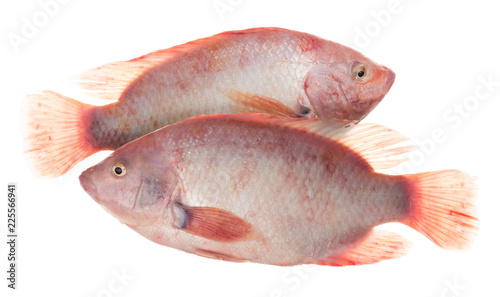 Ruby Fish or red tilapia fish isolated on white background.