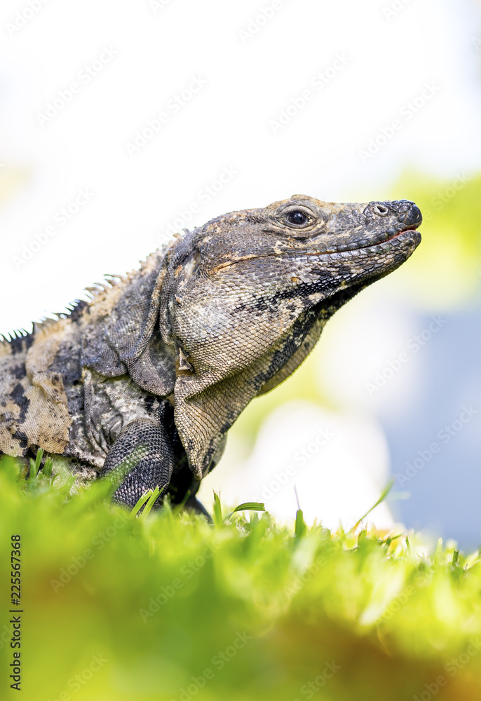 Fototapeta premium Scaley iguana basking on the grass in the sun and shadows on the Yacatan in the Riviera in Mexico looking for food