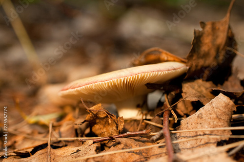Mushroom in green grass photo