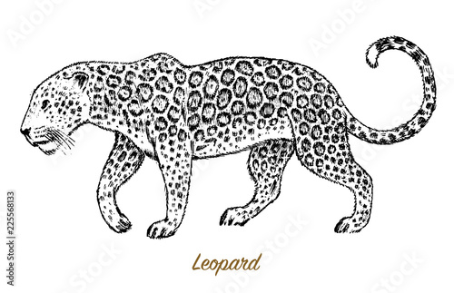 African Wild leopard. Profile Asian cat. Animal jaguar in the jungle. Tattoo artwork. Engraved hand drawn line art Vintage old monochrome sketch, ink. Vector illustration for label. safari symbol.