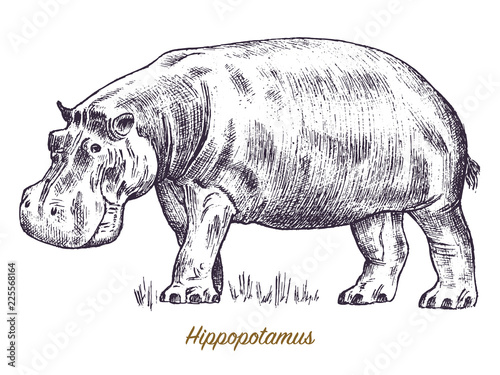 African hippopotamus Wild animal on white background. Engraved hand drawn line art Vintage old monochrome sketch, ink. Vector illustration for label. safari symbol.