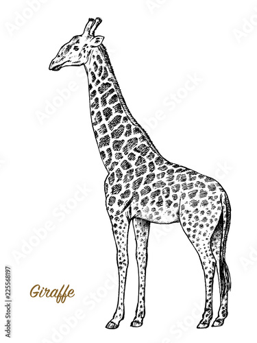 African giraffe Wild animal on white background. Engraved hand drawn line art Vintage old monochrome sketch  ink. Vector illustration for label. safari symbol.