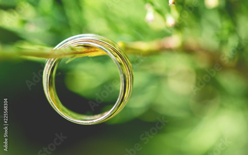 Wedding gold rings, on beautiful green plant