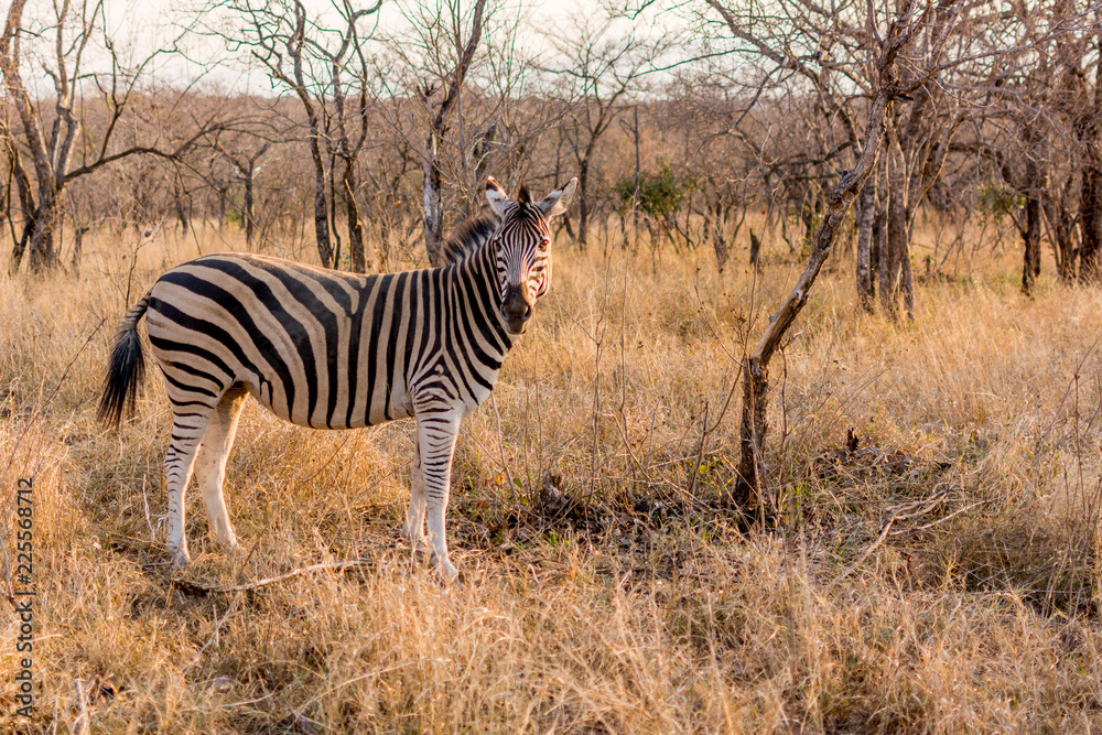 Obraz premium zebra in africa