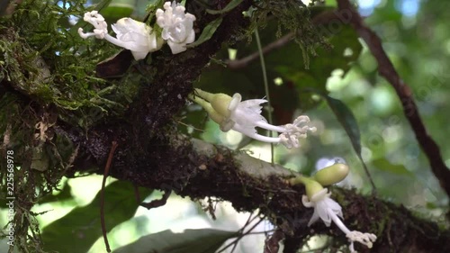 Flowers of a Sapotillo tree (Matisia obliquifolia, family Bombacaceae). The flowers emerge from the branches, rather from new growth, termed cauliflory.  photo