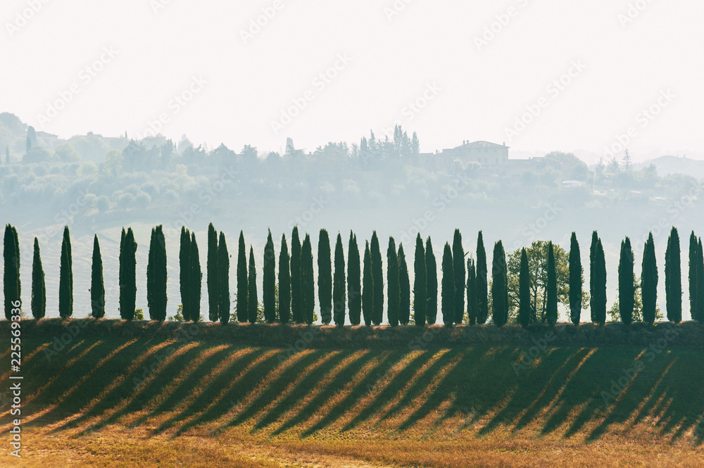 Spectacular magical Tuscany lane of italian evergreen cypress.