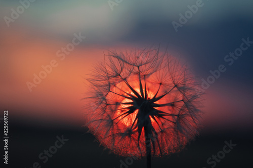 Detail closeup of a dandelion flower with seeds at colorful sunset light and the sun with great blurry macro bokeh. Braunschweig  Germany