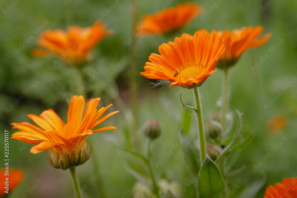 Flower with leaves Calendula, Calendula officinalis, pot, garden or English marigold, on blurred green background. Flower with leaves Calendula, Calendula officinalis, pot, garden or English marigold, on blurred green background.