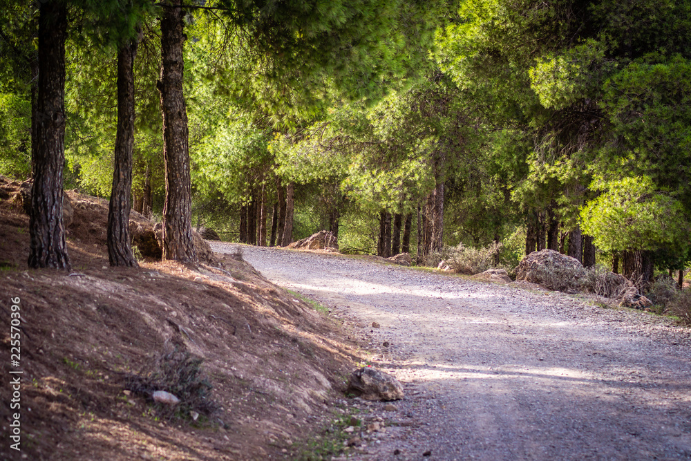 Fototapeta premium Day in the forest